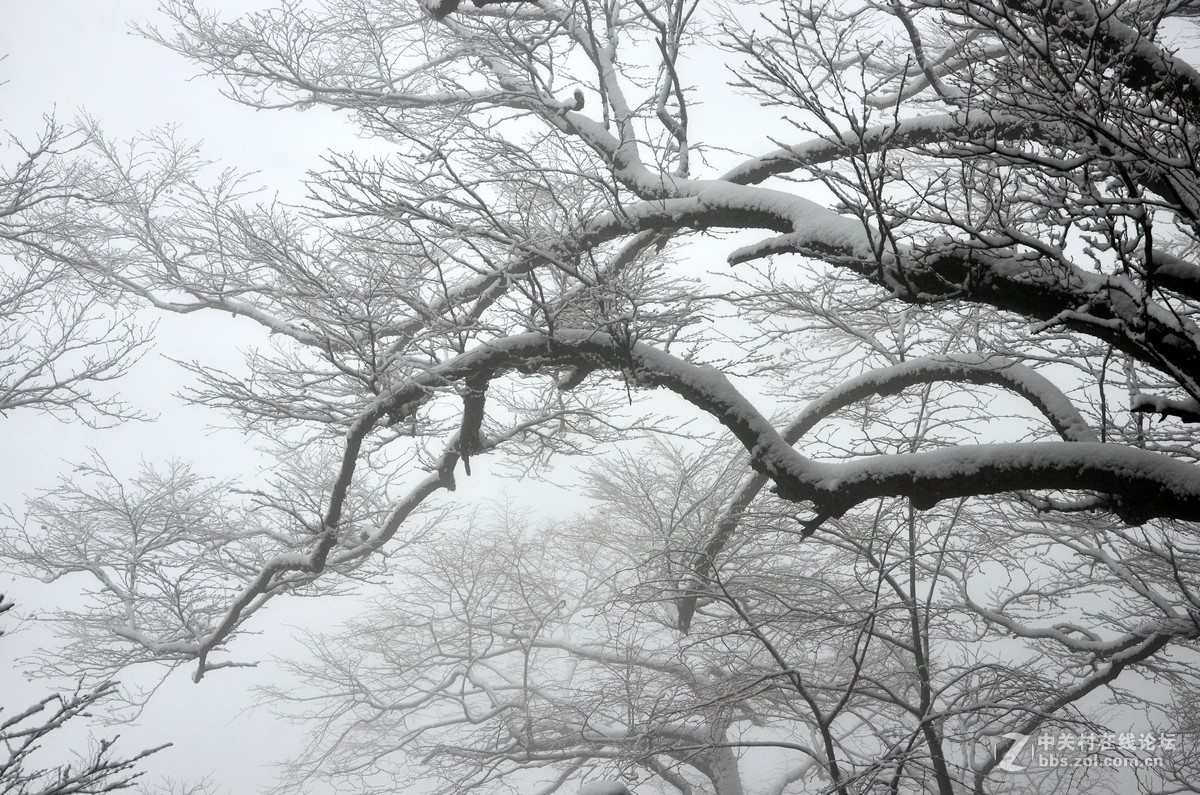 老君山   雾霾笼罩的雪淞景象