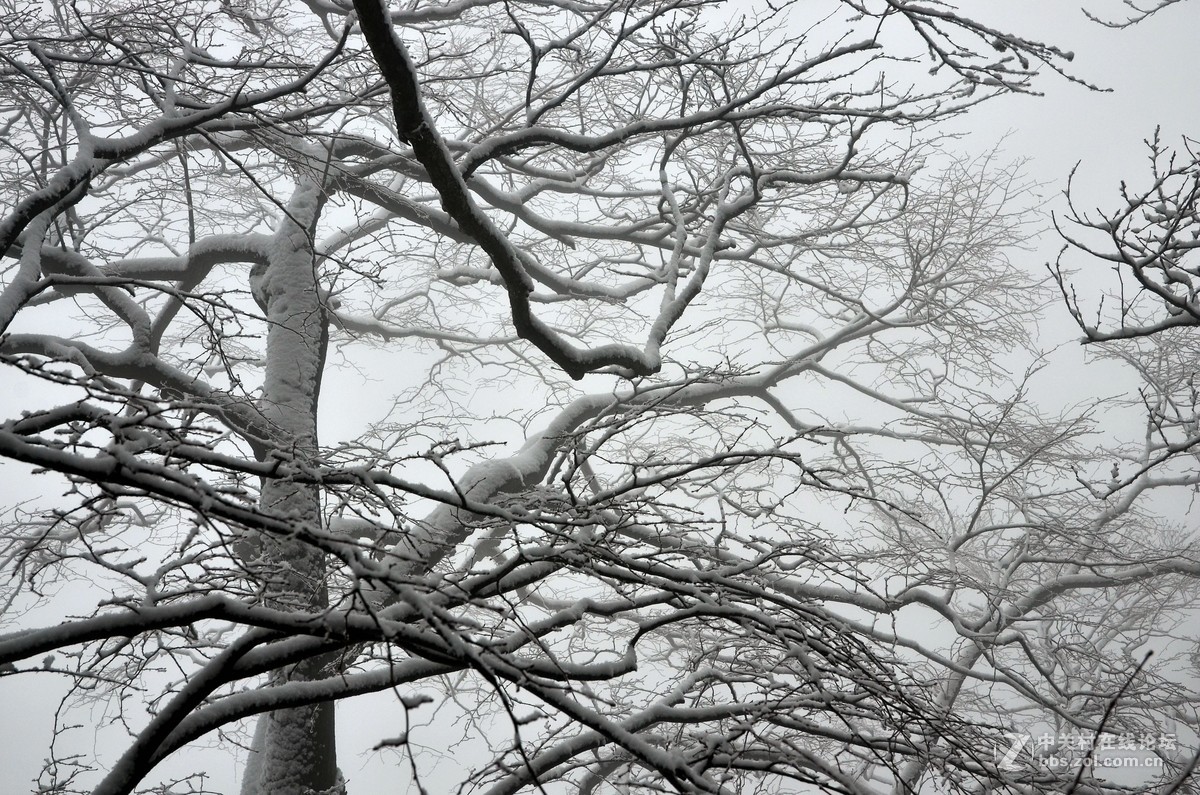 老君山   雾霾笼罩的雪淞景象