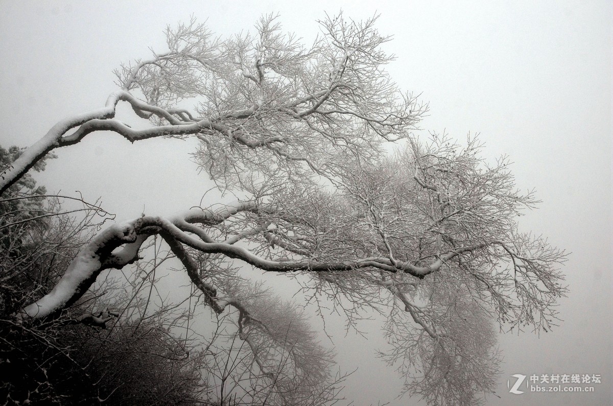 老君山   雾霾笼罩的雪淞景象