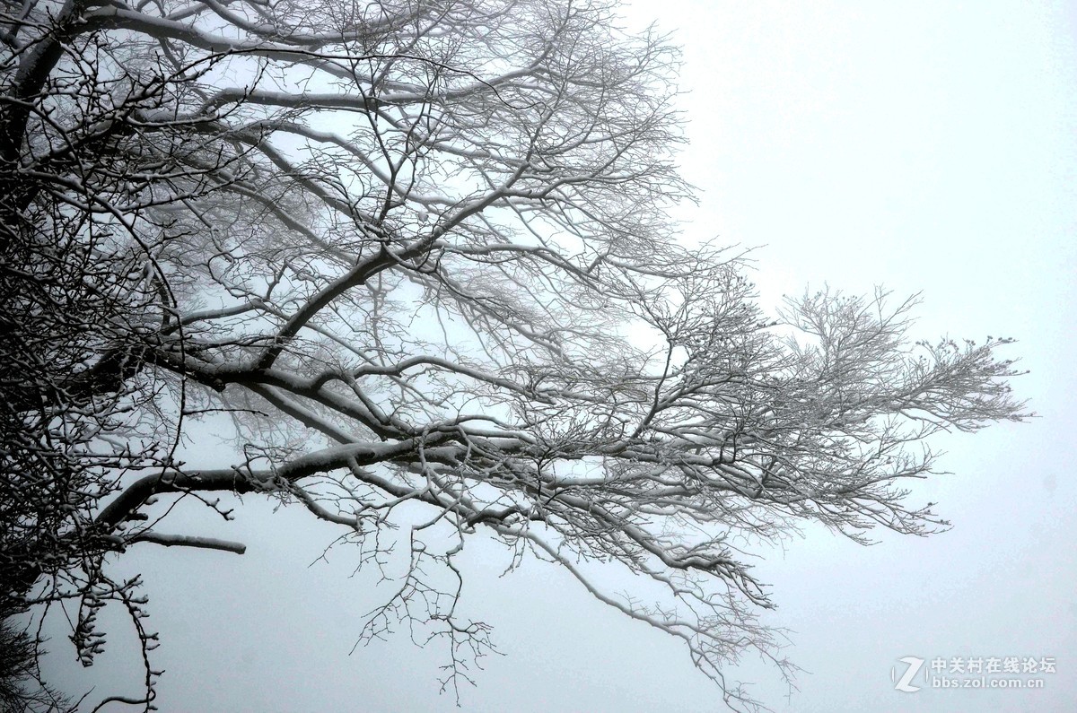 老君山   雾霾笼罩的雪淞景象