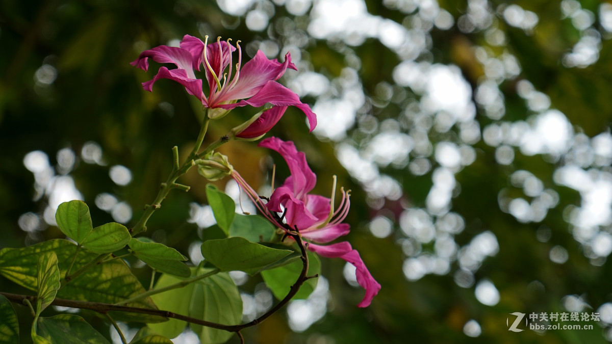 一组花祝祝日照版块红红火火！