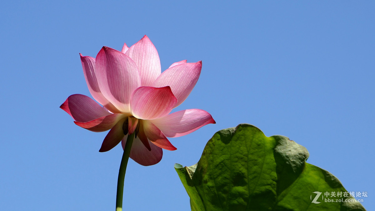 一组花祝祝日照版块红红火火！