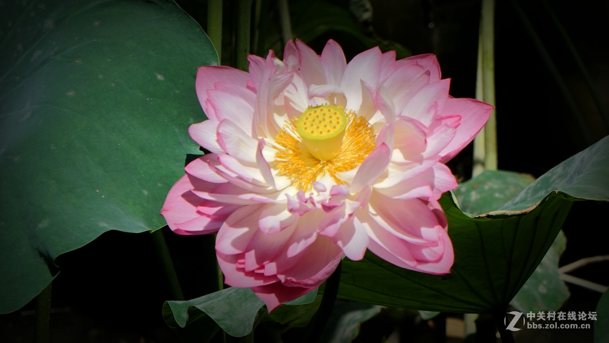 一组花祝祝日照版块红红火火！