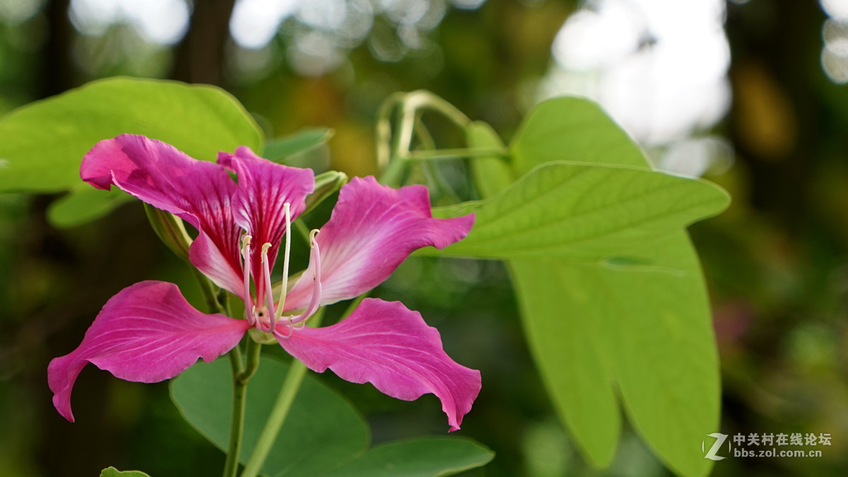 一组花祝祝日照版块红红火火！