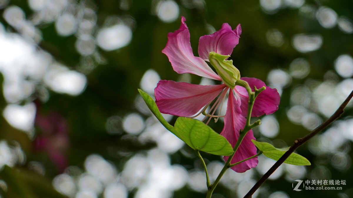 一组花祝祝日照版块红红火火！