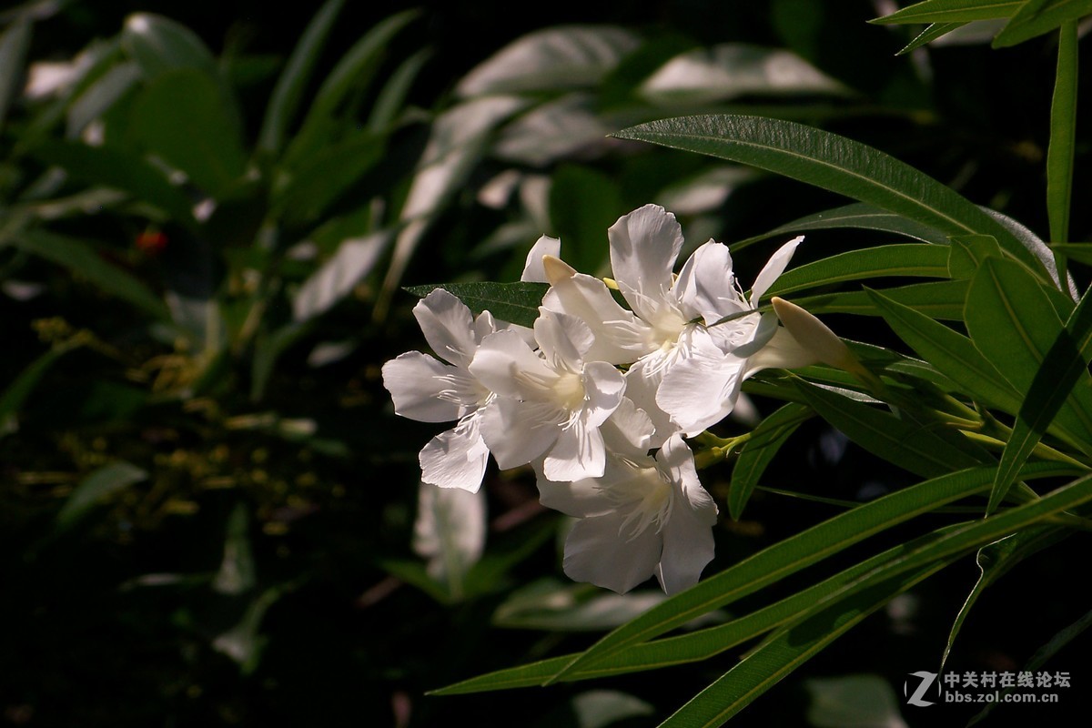 白色夹竹桃