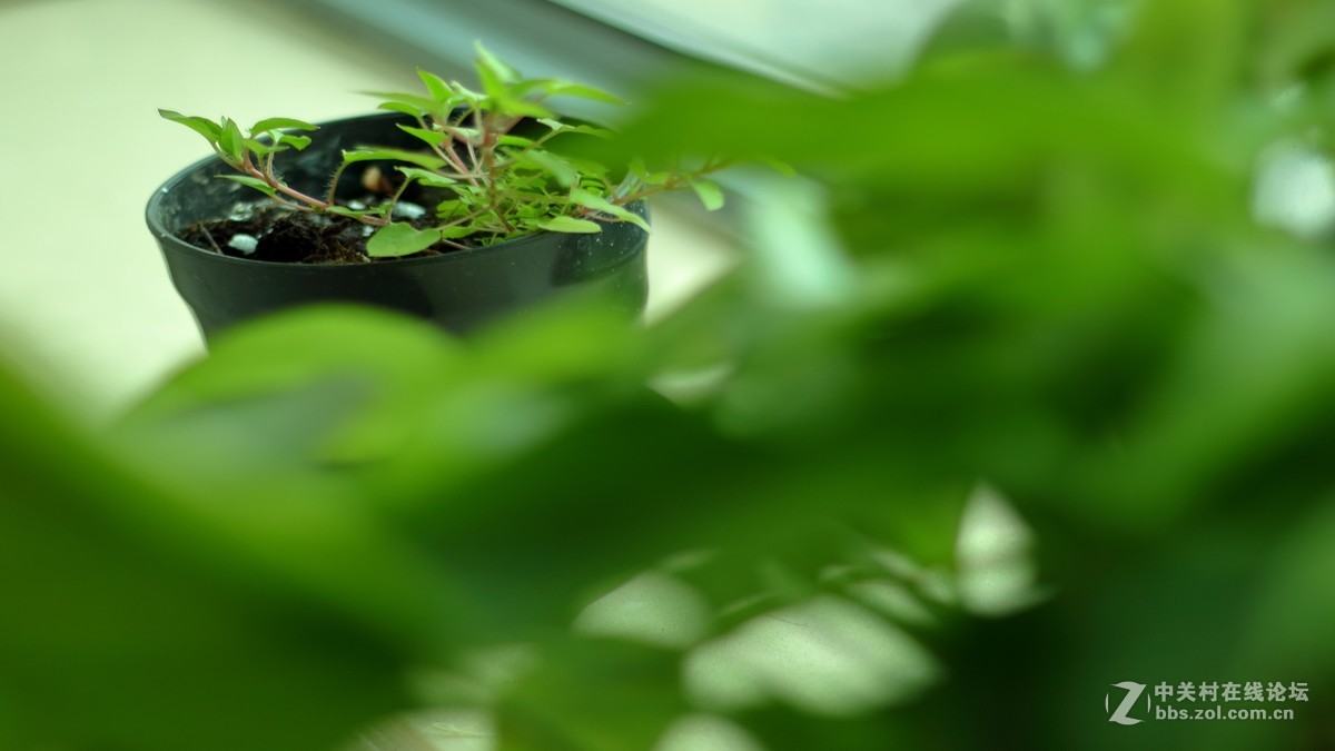 用转接环装50 1.8 STM，全部后期处理过。但我也才刚开始学后期，所以见笑啦！