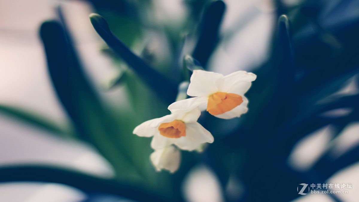 用转接环装50 1.8 STM，全部后期处理过。但我也才刚开始学后期，所以见笑啦！