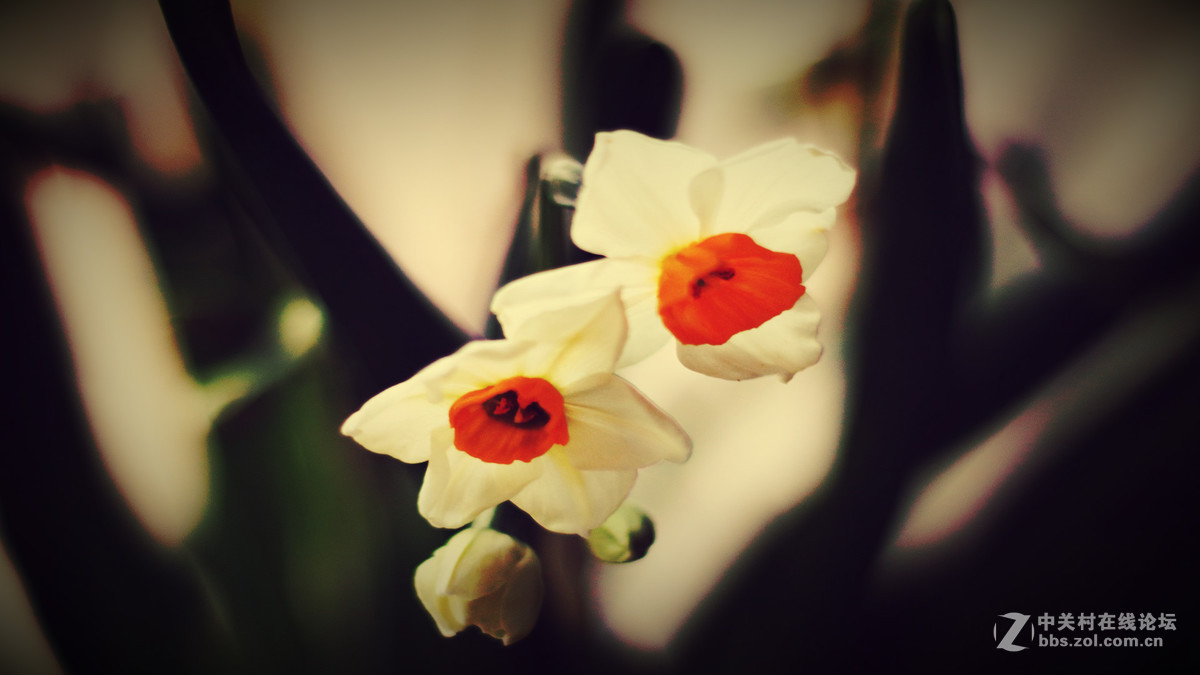 用转接环装50 1.8 STM，全部后期处理过。但我也才刚开始学后期，所以见笑啦！