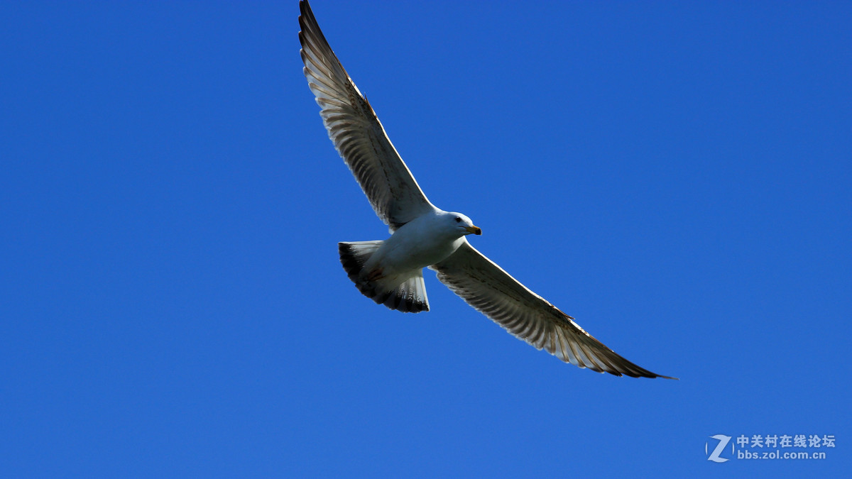 600D单点对焦“抓”海鸥