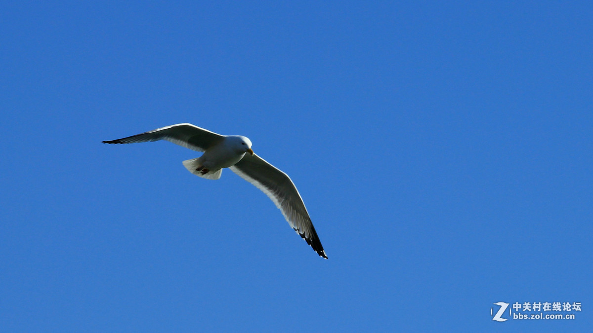 600D单点对焦“抓”海鸥