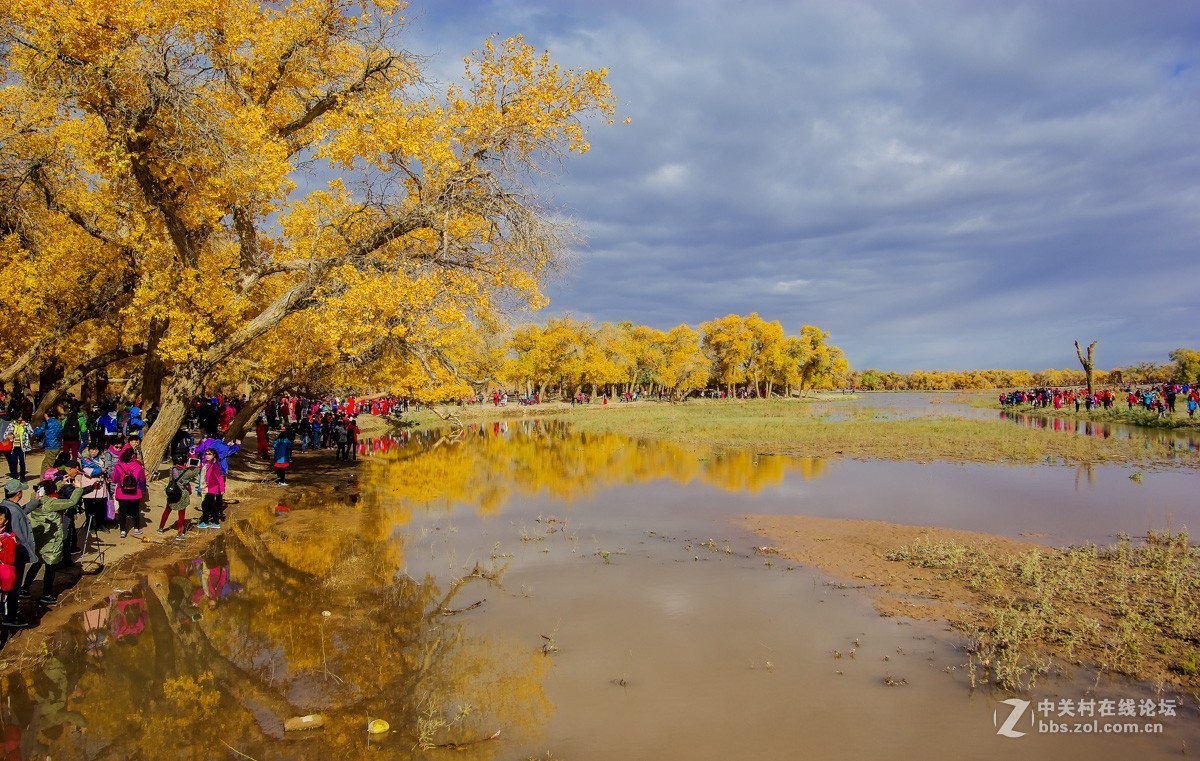 老机子，拍胡杨。。。