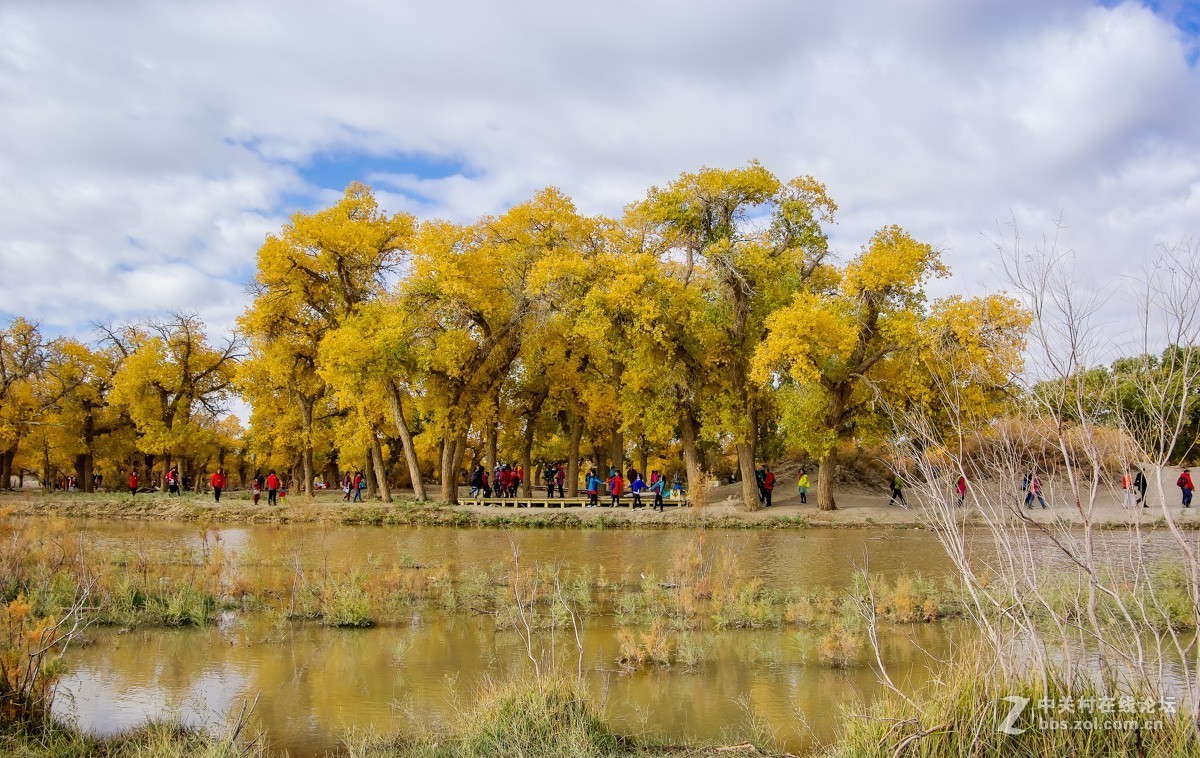老机子，拍胡杨。。。