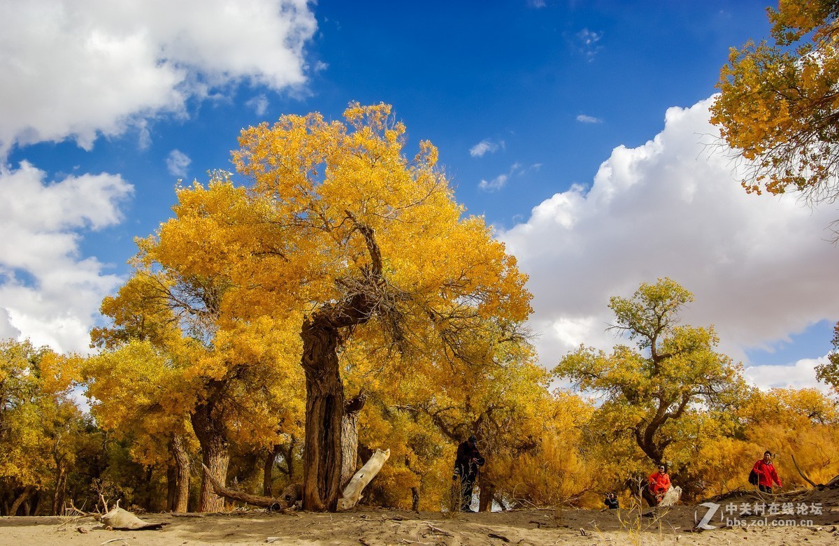 老机子，拍胡杨。。。