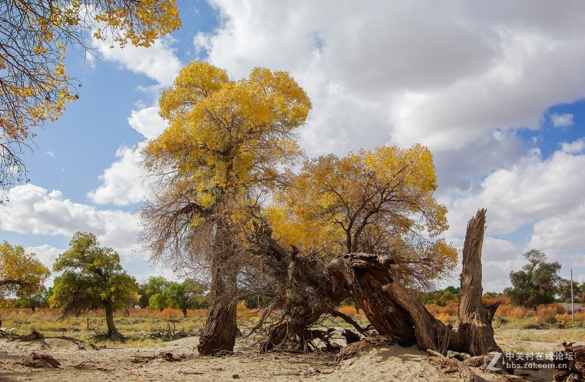 老机子，拍胡杨。。。