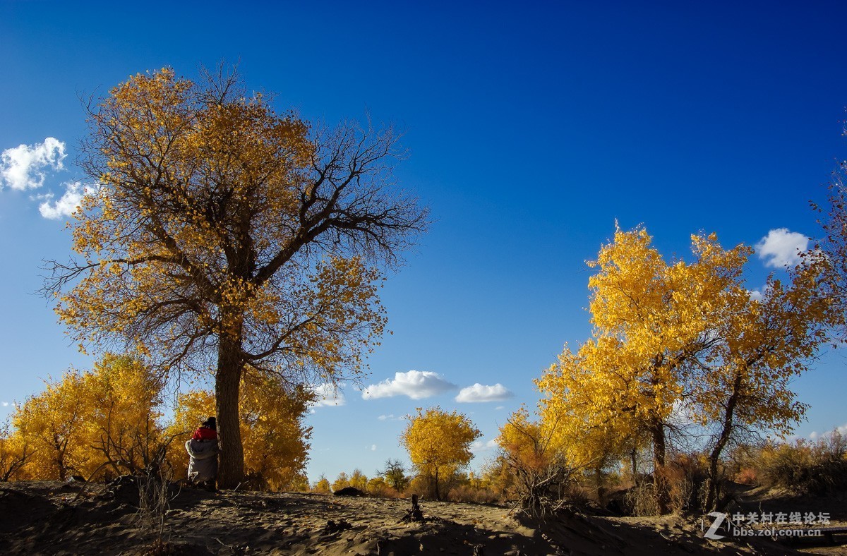 老机子，拍胡杨。。。