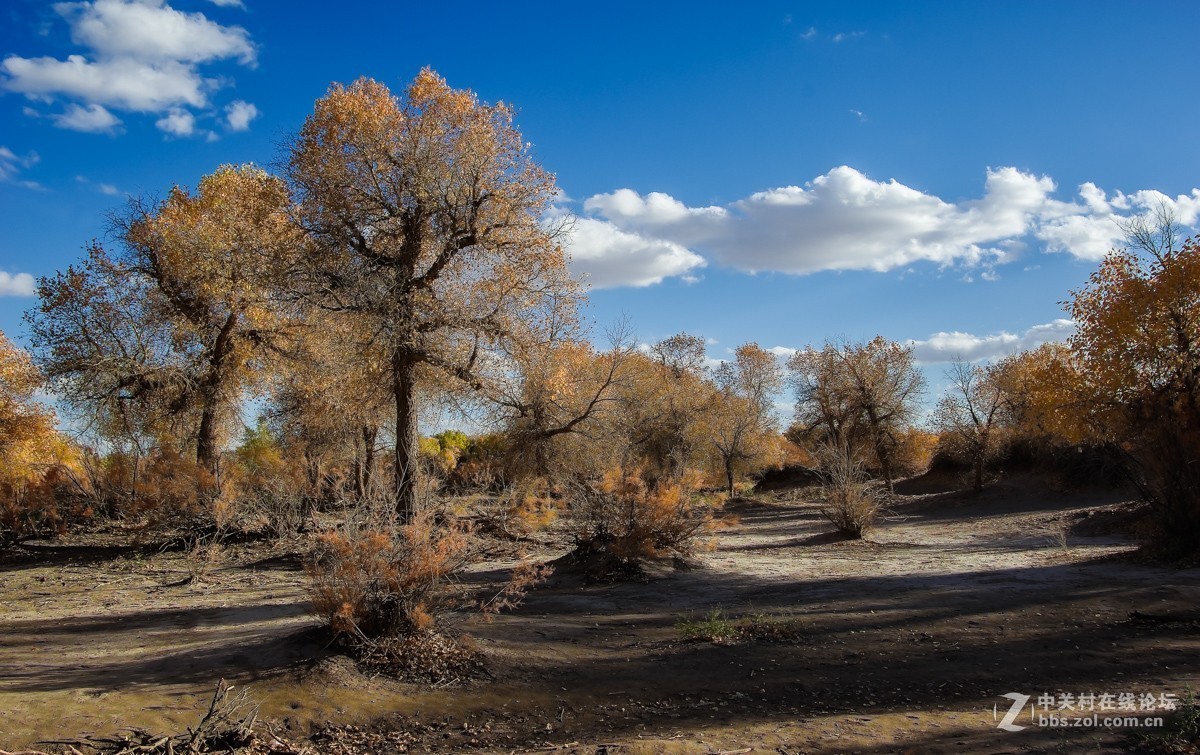 老机子，拍胡杨。。。