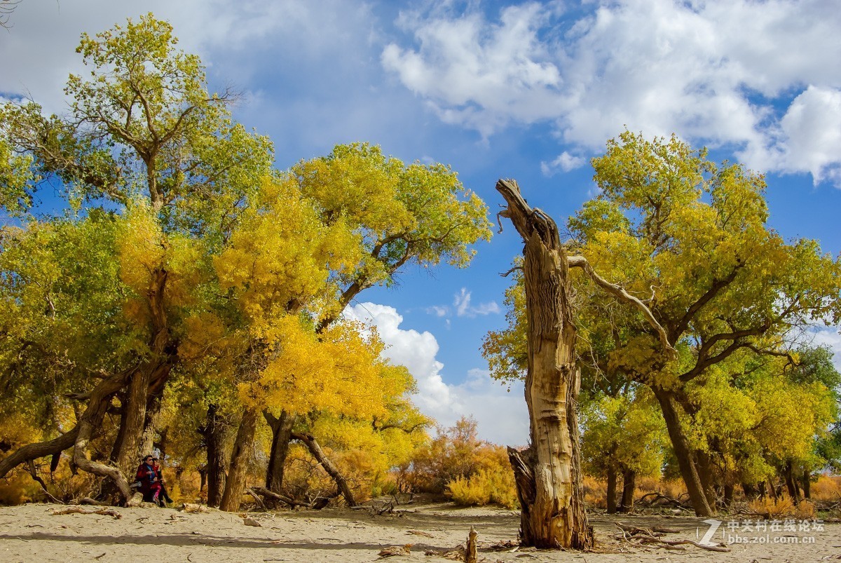老机子，拍胡杨。。。