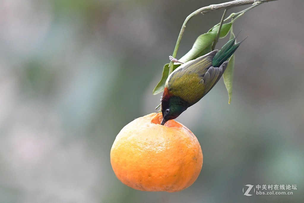 蜜桔树上的太阳鸟