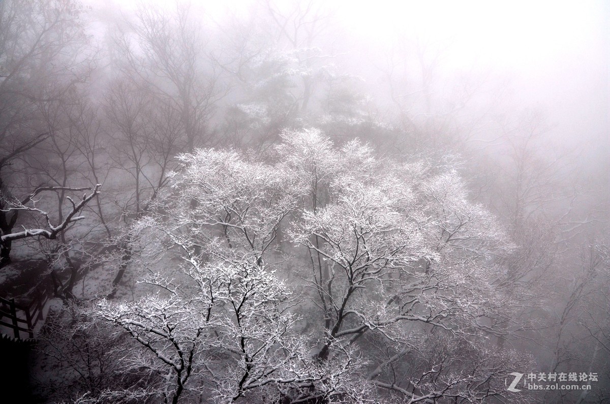 老君山   雾霾笼罩的雪淞景象