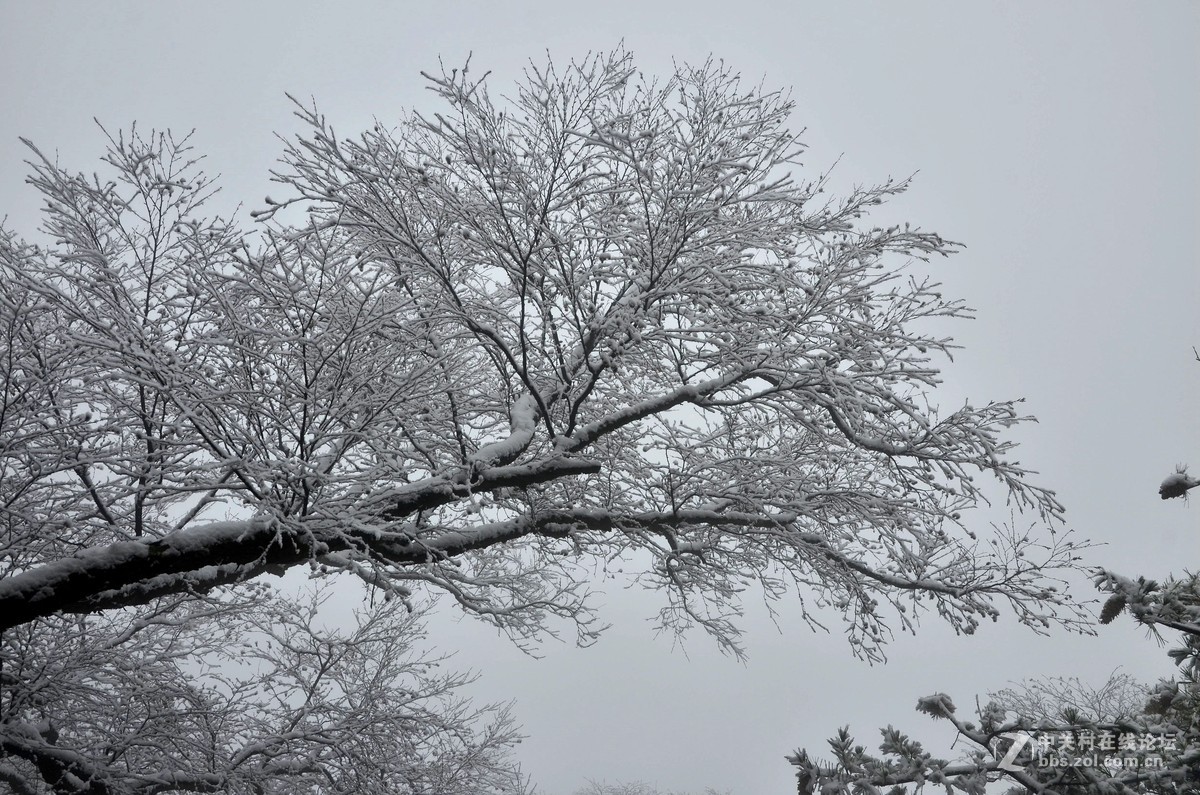 老君山   雾霾笼罩的雪淞景象