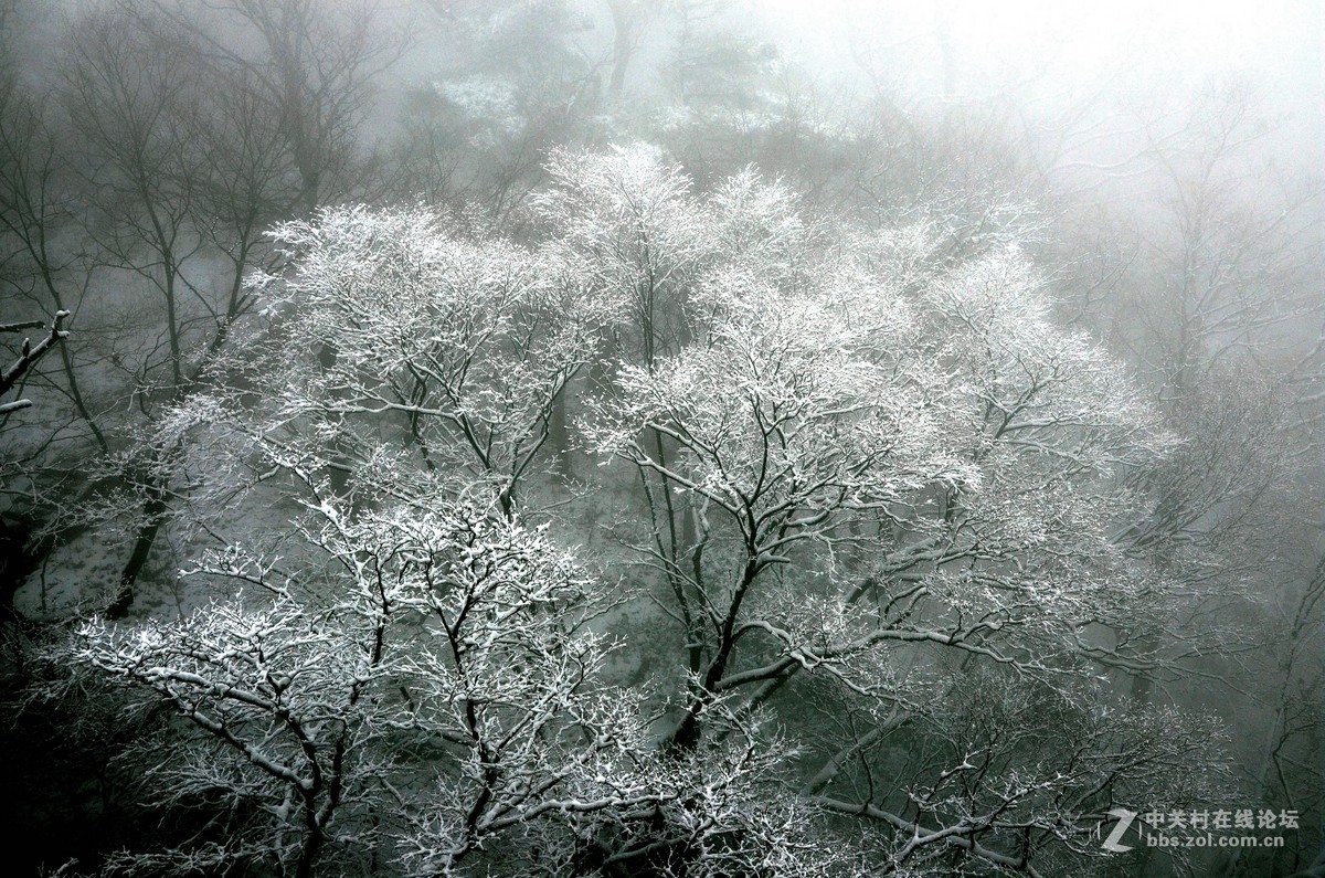 老君山   雾霾笼罩的雪淞景象