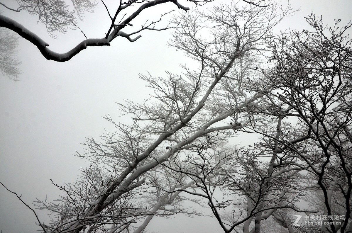 老君山   雾霾笼罩的雪淞景象