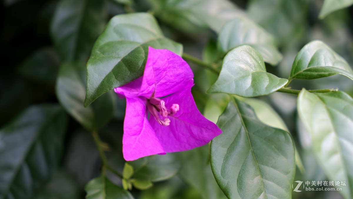 一组花祝祝日照版块红红火火！