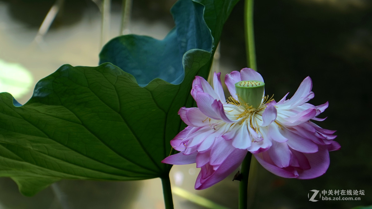 一组花祝祝日照版块红红火火！
