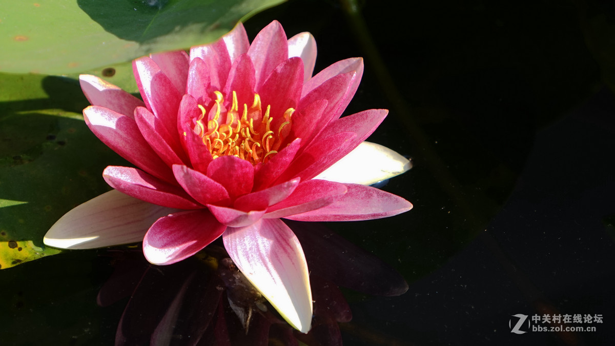 一组花祝祝日照版块红红火火！