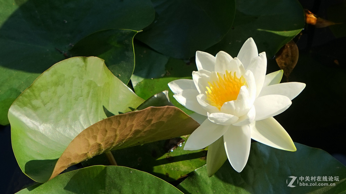 一组花祝祝日照版块红红火火！