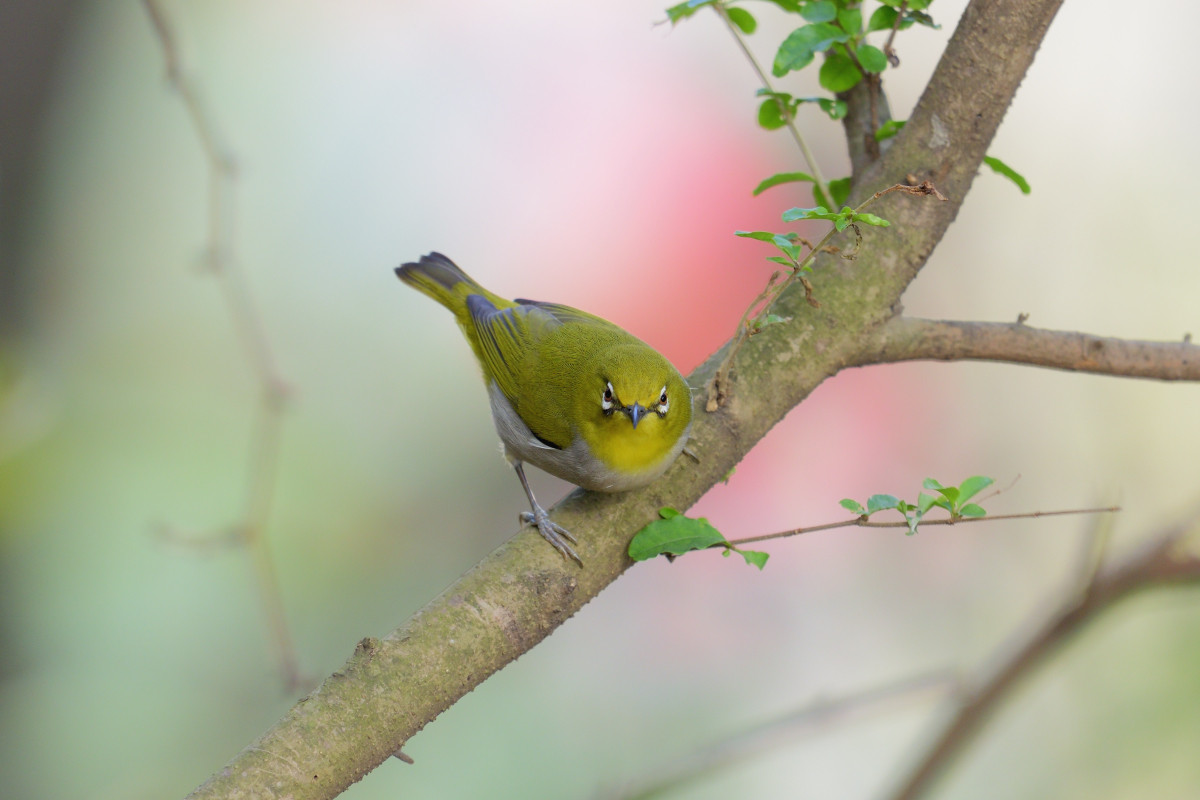 暗綠繡眼鳥2