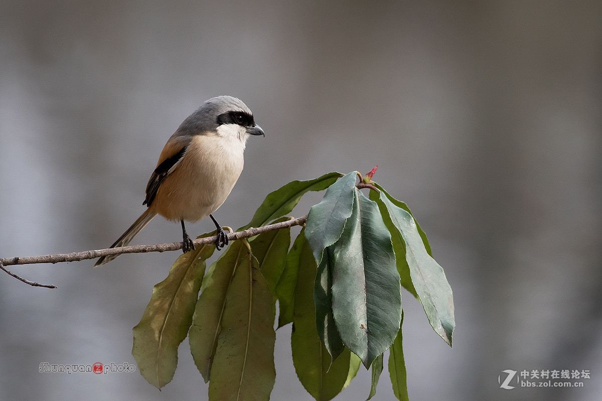 大明湖棕背伯劳
