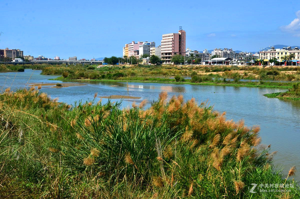 崖城:湿地芦苇滩