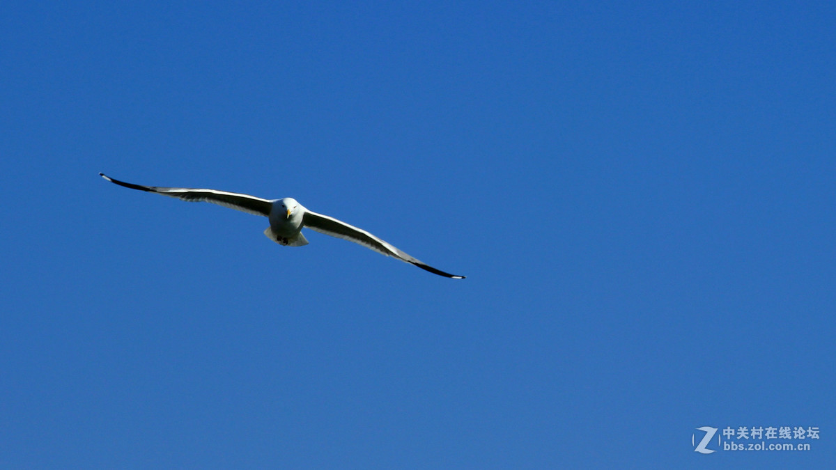 600D单点对焦“抓”海鸥