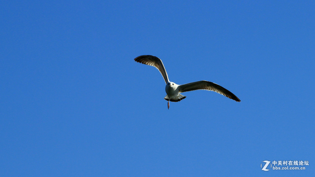 600D单点对焦“抓”海鸥