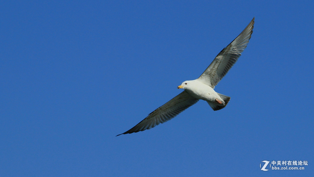600D单点对焦“抓”海鸥