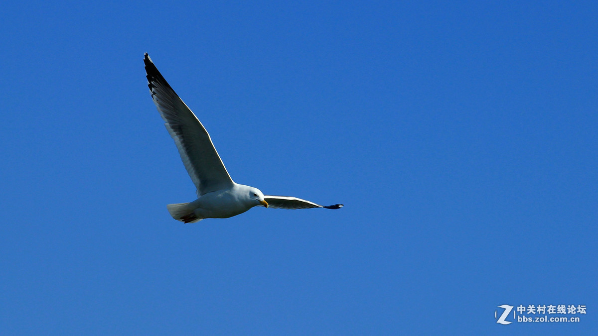 600D单点对焦“抓”海鸥