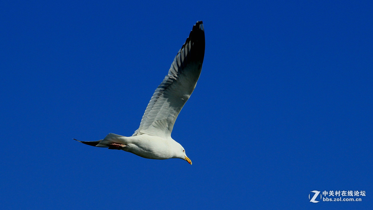 600D单点对焦“抓”海鸥