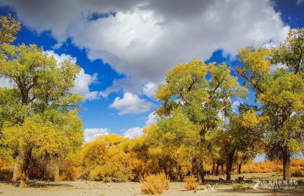 老机子，拍胡杨。。。