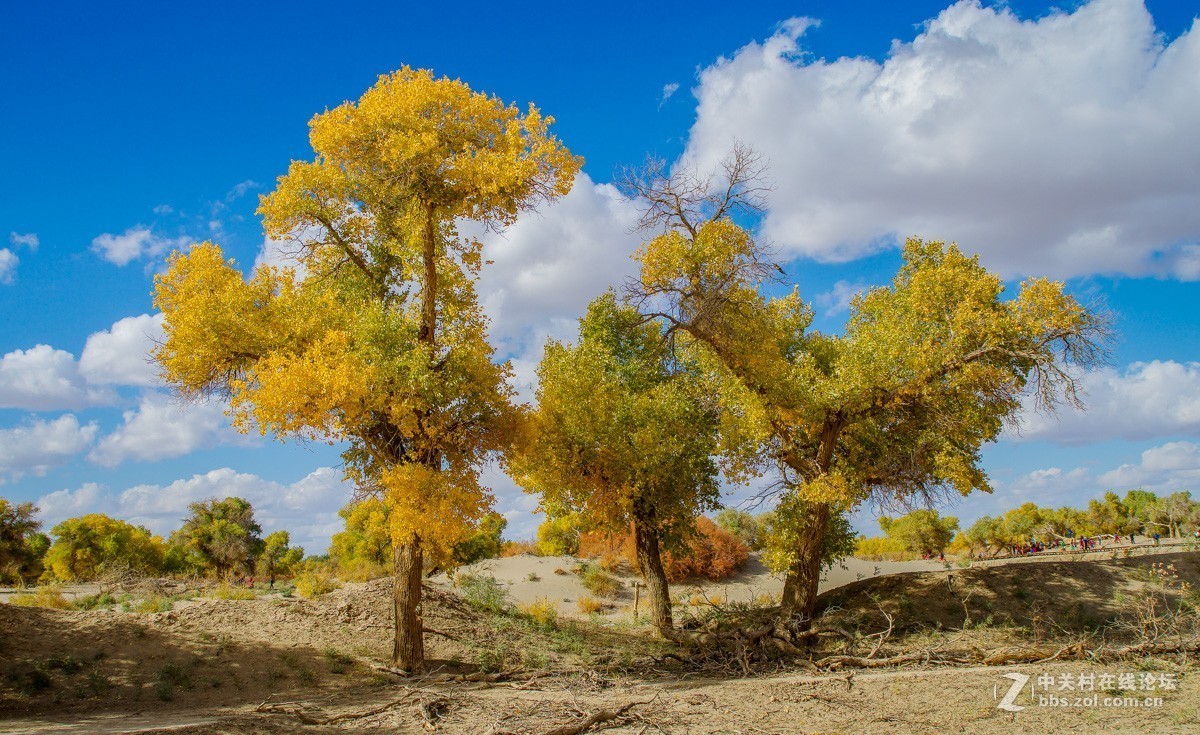 老机子，拍胡杨。。。
