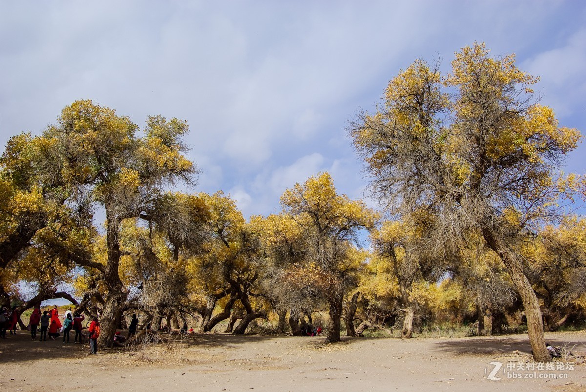老机子，拍胡杨。。。
