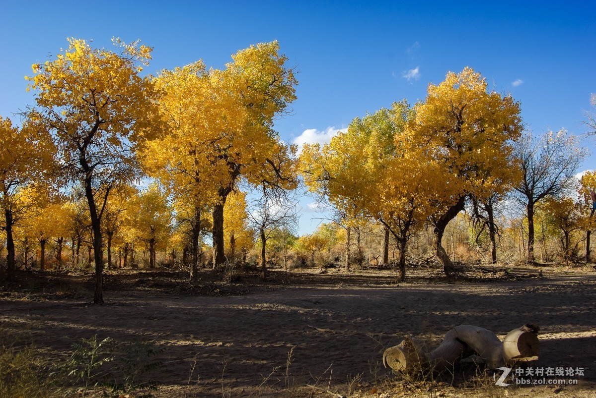 老机子，拍胡杨。。。