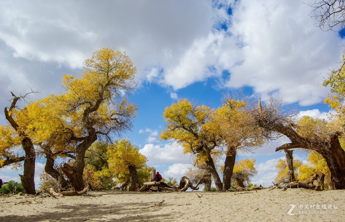 老机子，拍胡杨。。。