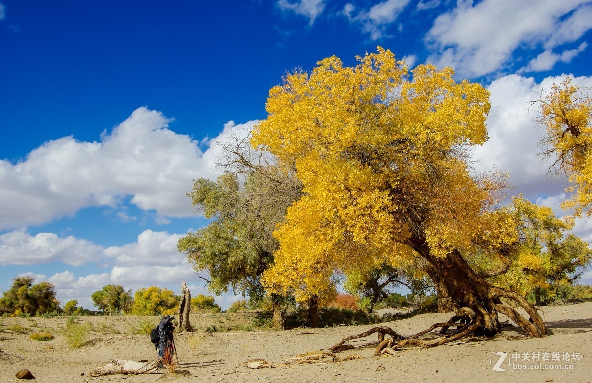 老机子，拍胡杨。。。