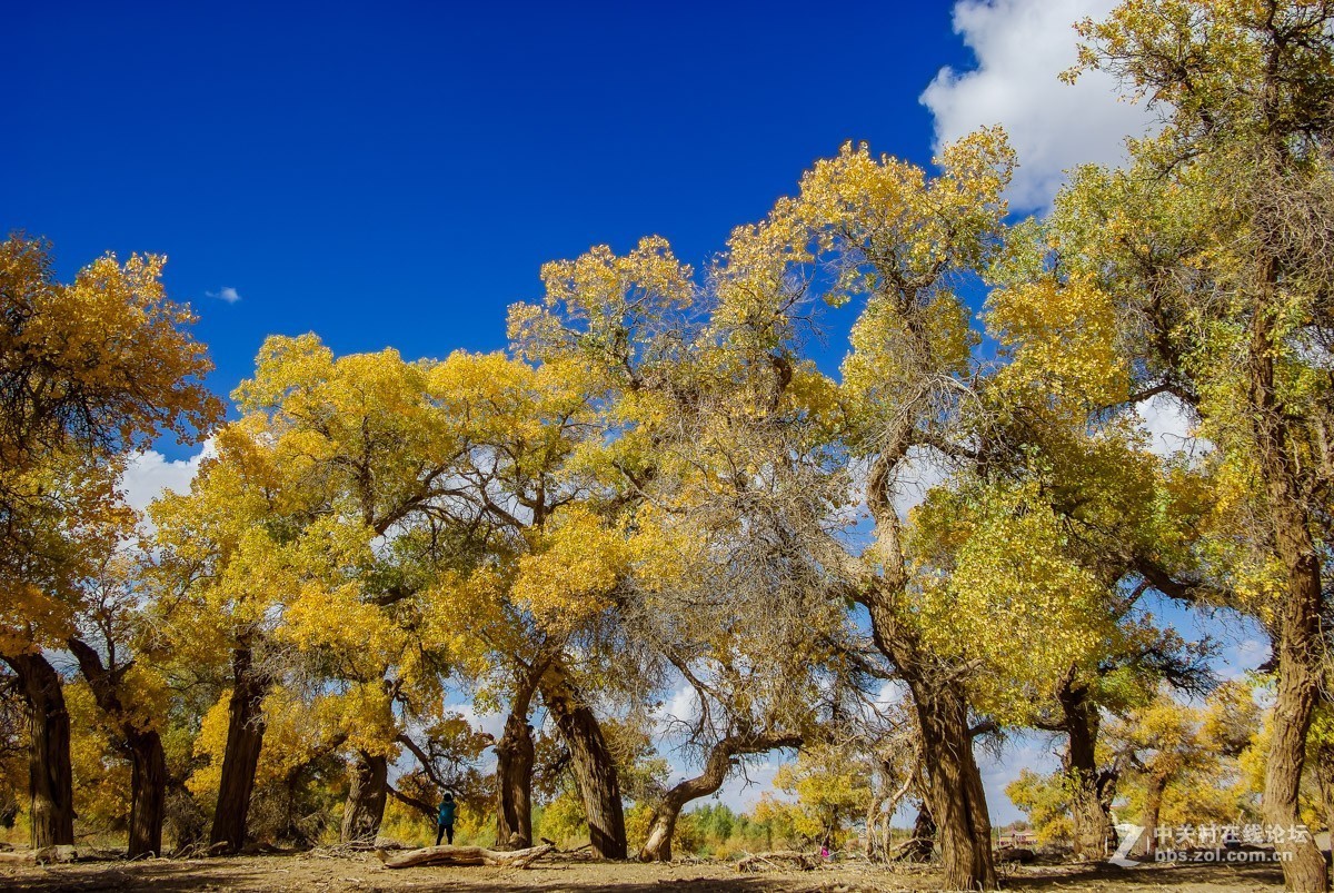 老机子，拍胡杨。。。