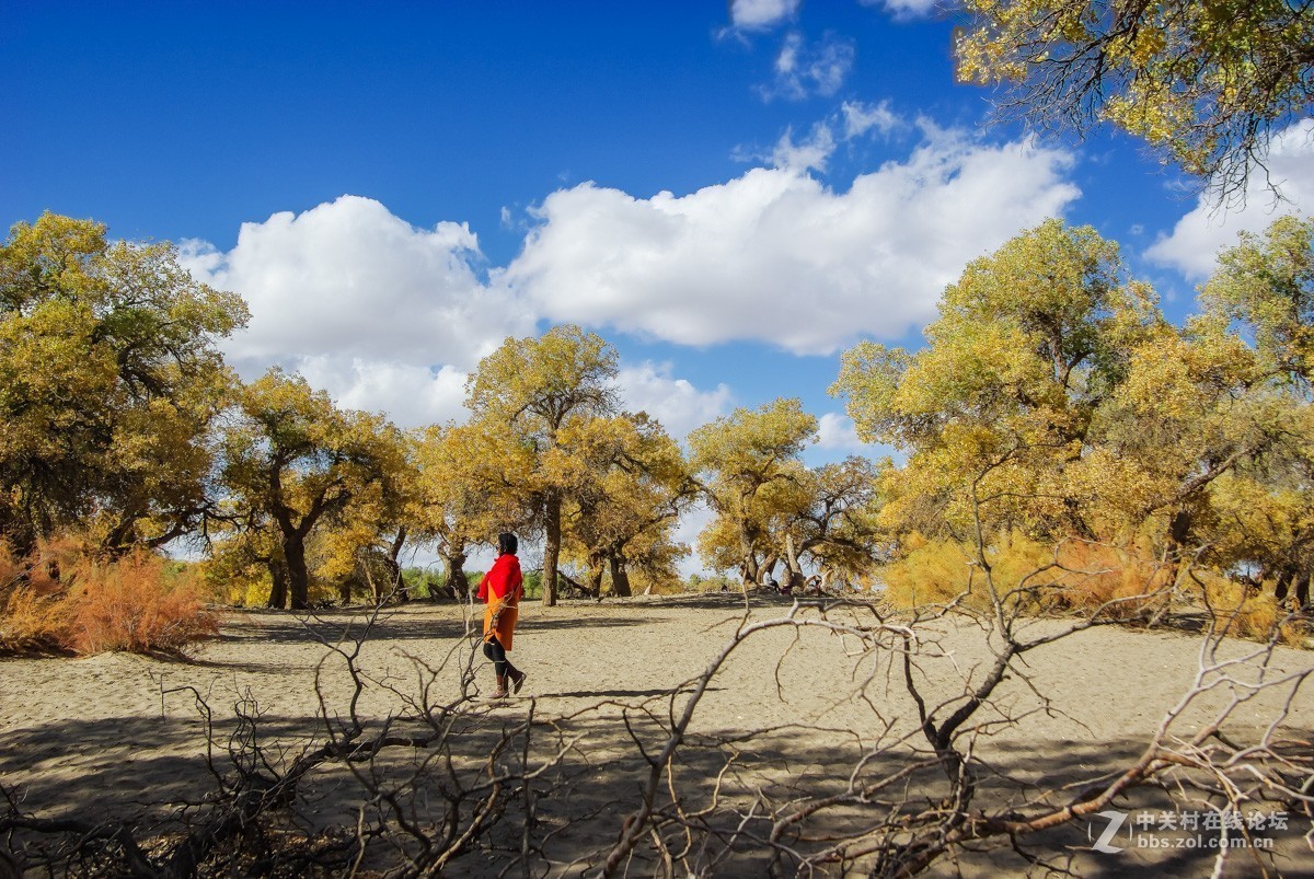 老机子，拍胡杨。。。