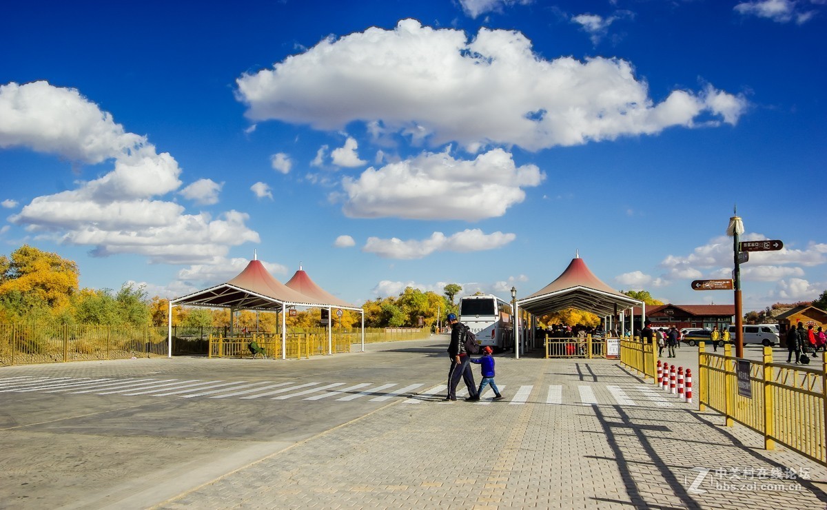 老机子，拍胡杨。。。