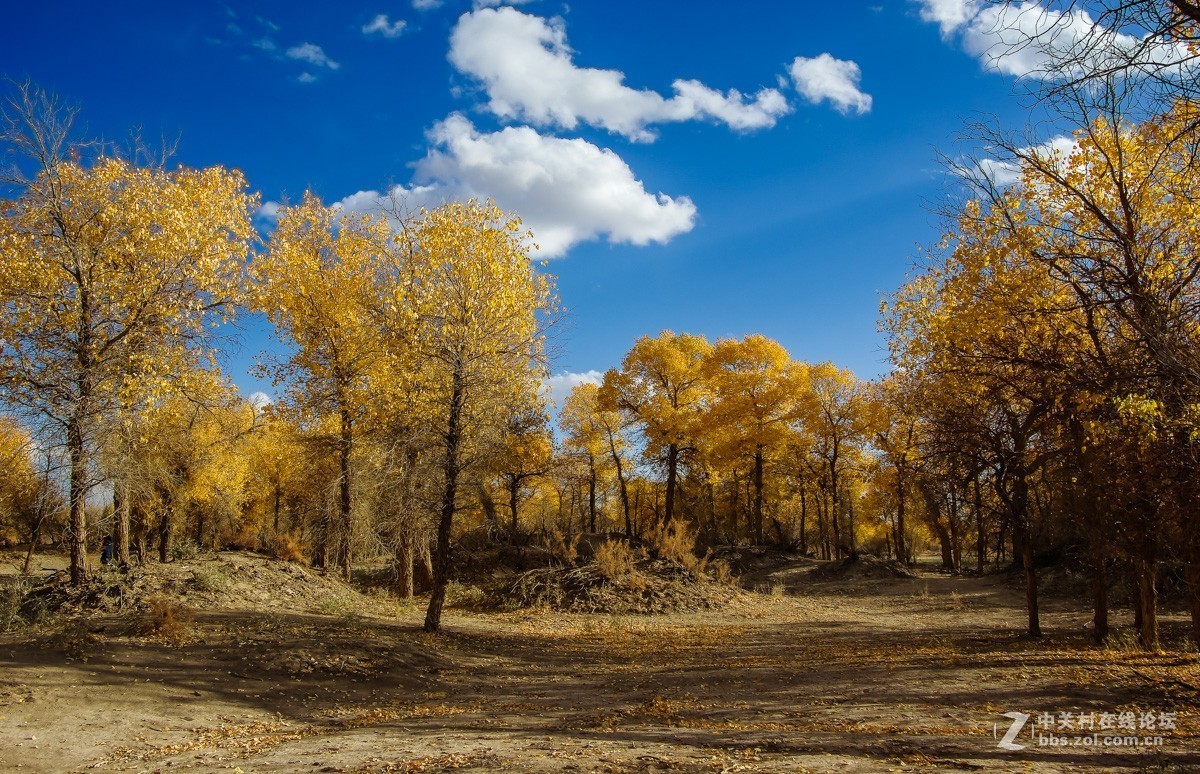 老机子，拍胡杨。。。