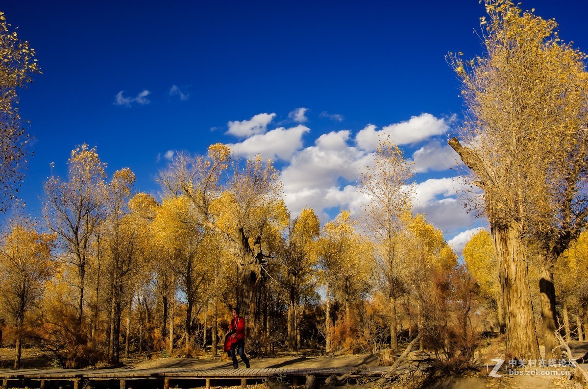 老机子，拍胡杨。。。